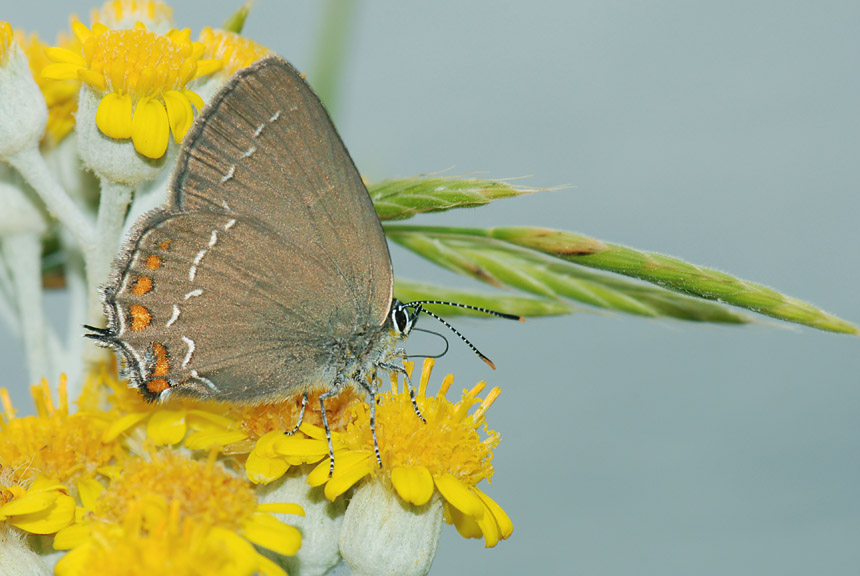 Satyrium ilicis ?